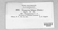 Uromyces fallens image